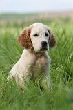 SETTER ANGLAIS 241